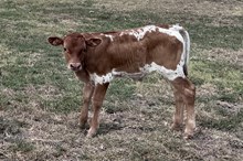 472 HCC Unnamed Bull (Omaha x Dixie Chic)