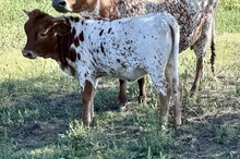 442 KCM Unnamed Heifer (Pistol)