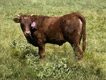 2024 Helm Top Desire Heifer